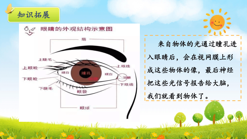 统编版语文四年级上册第三单元 口语交际《爱护眼睛，保护视力》 课件(共26张PPT)