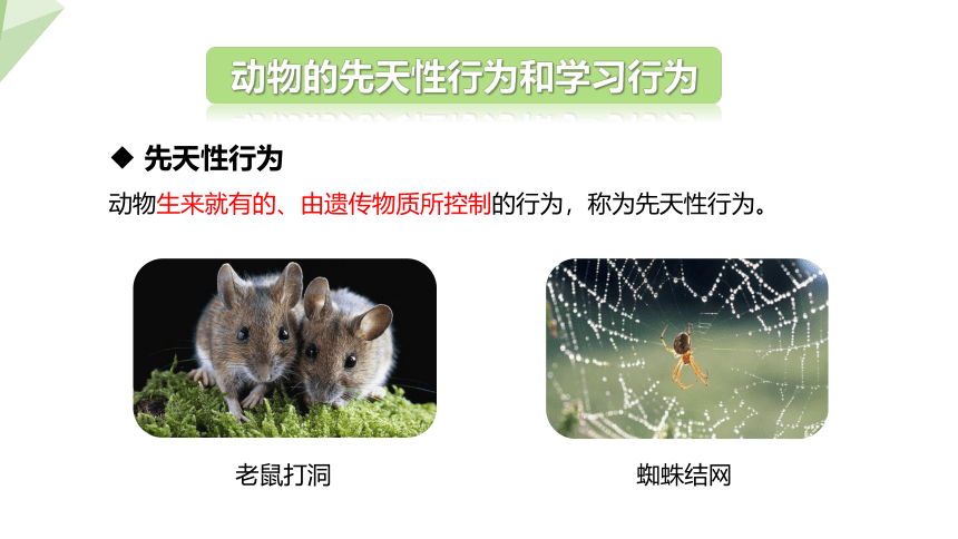 6.18.2 动物行为的生理基础 课件(共16张PPT) 2023-2024学年初中生物苏教版八年级上册