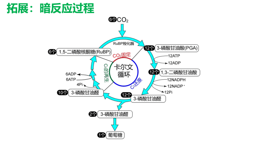 5.4光合作用第3课时 课件(共52张PPT)高中人教版生物必修一