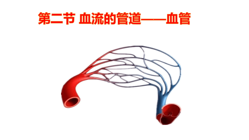 4.4.2血流的管道—血管课件(共27张PPT) 人教版生物七年级下册