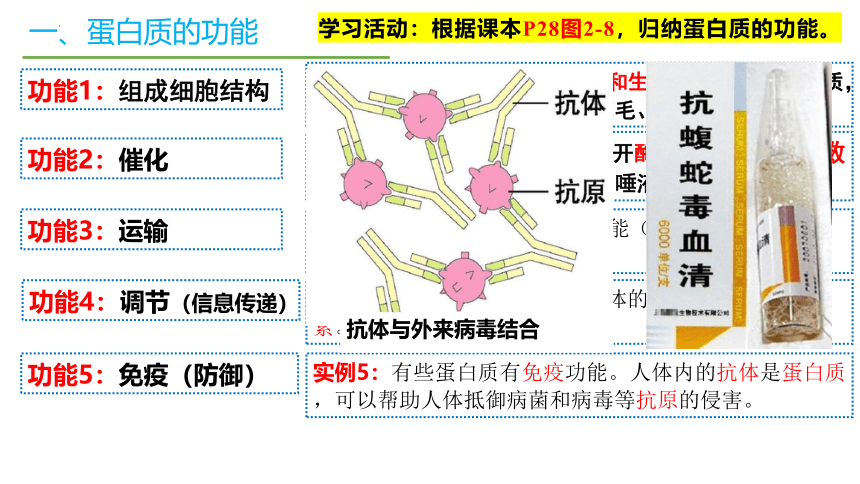 2.4蛋白质是生命活动的主要承担者课件(共51张PPT)2023-2024学年高一上学期生物人教版必修1