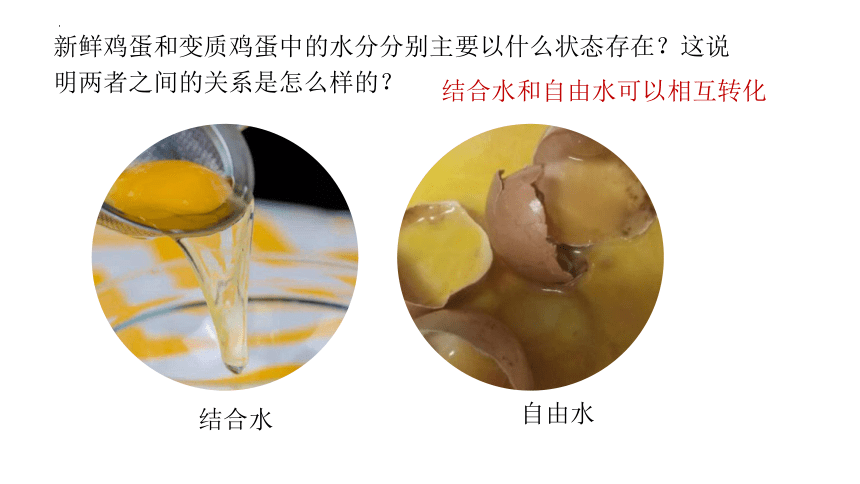 2.2 细胞中的无机物课件(共33张PPT1份视频)-高一生物课件（人教版2019必修1）