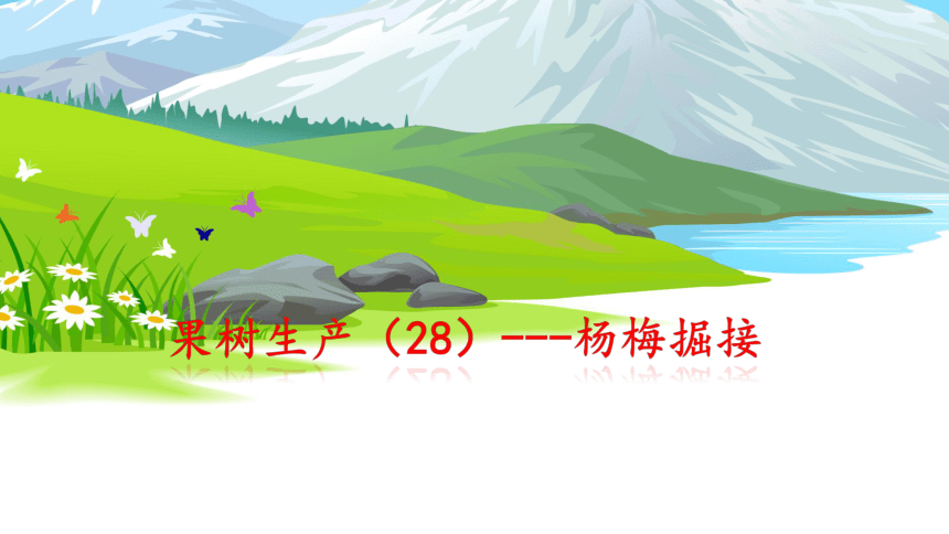 2.4.3杨梅掘接 课件(共15张PPT）-《果树生产技术》同步教学（中国农业出版社）