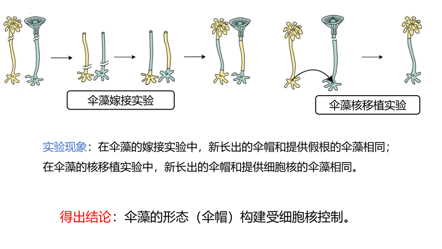 3.3细胞核的结构和功能课件(共17张PPT）-人教版必修1