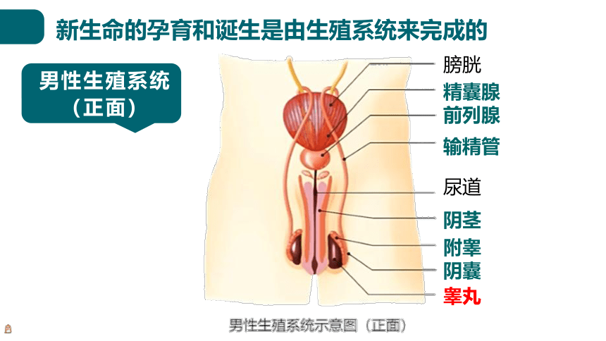 6.19.1人的生殖和发育课件(共24张PPT)2023--2024学年北师大版生物八年级上册