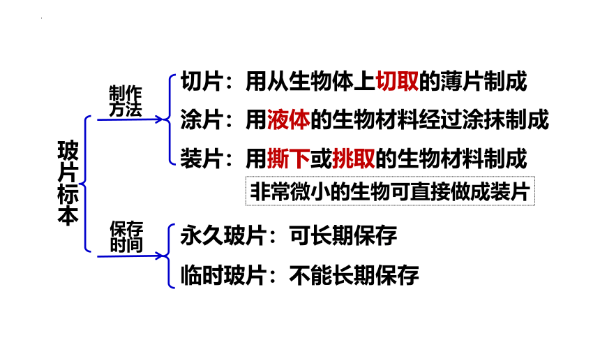 2.1.2植物细胞课件（共31张PPT）2023年秋人教版生物七年级上册