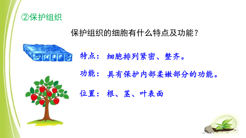 2.2.3 植物体的结构层次 课件(共27张PPT）2023-2024学年人教版生物七年级上册