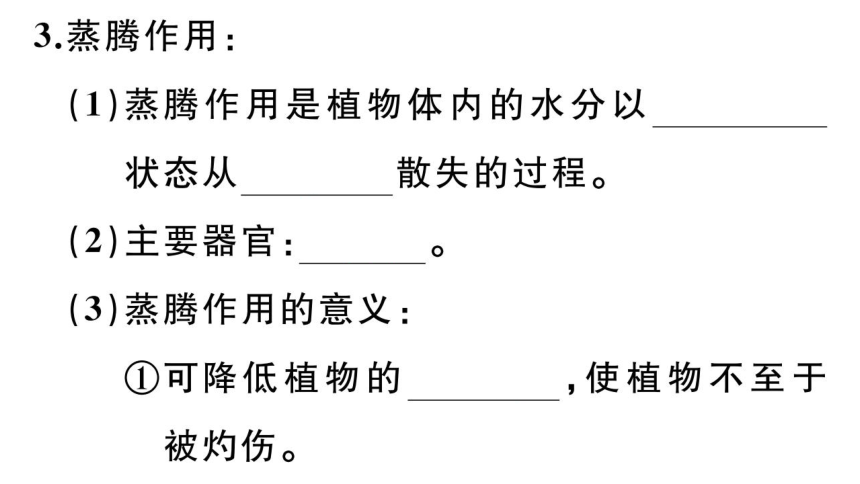 七年级上册专项六  植物的三大生理作用课件(共41张PPT)