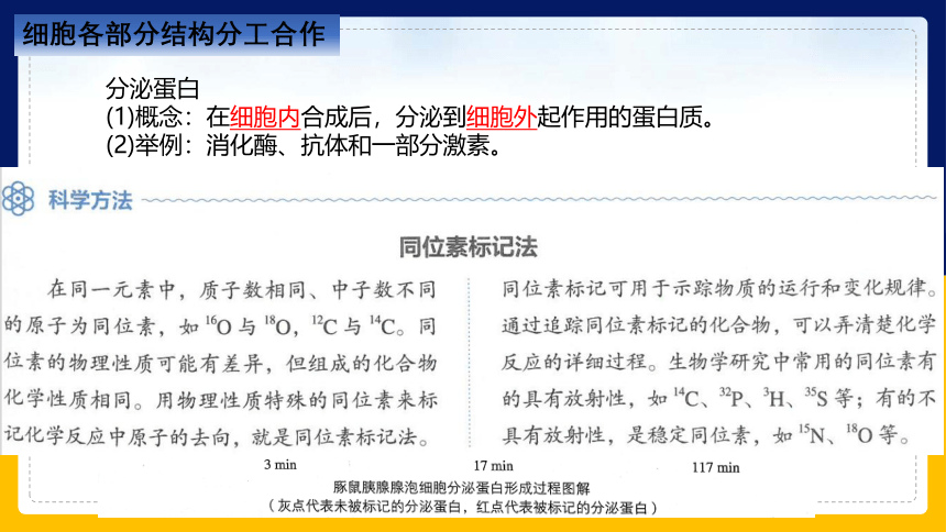 2.2.4细胞的结构和生命活动——细胞各部分结构分工合作 (共40张PPT)苏教版2019必修1