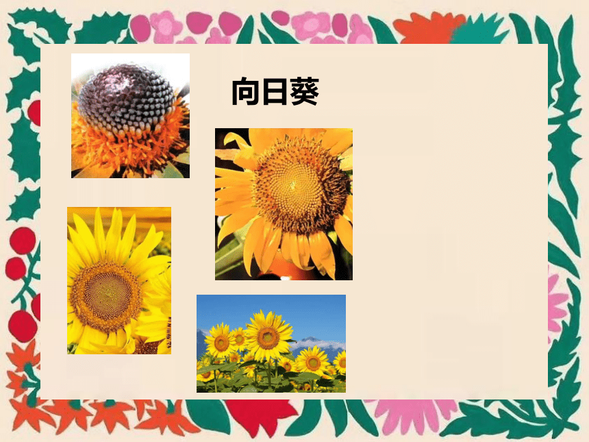 岭南版美术四年级上册3. 泥板植物  课件 (共14张PPT)