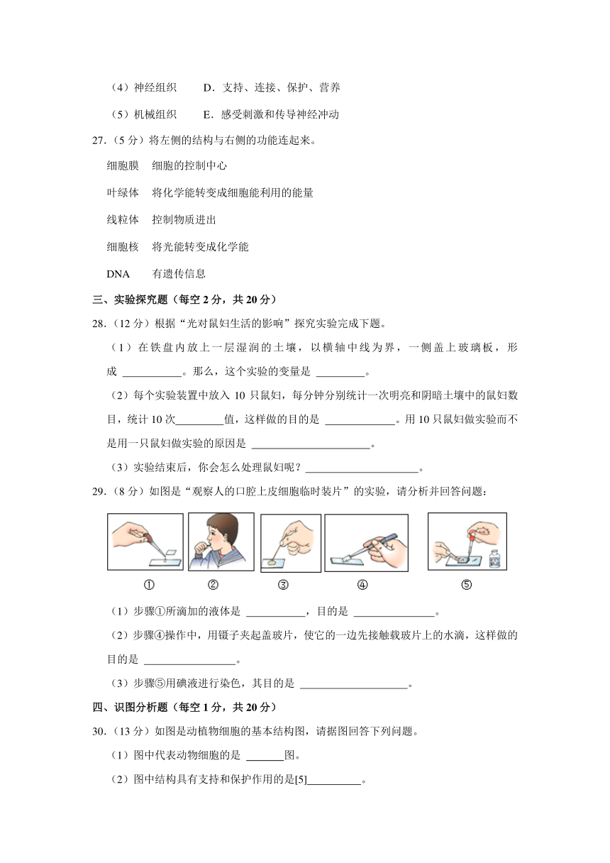 2023-2024学年黑龙江省齐齐哈尔市龙江县七年级（上）期中生物试卷（含解析）