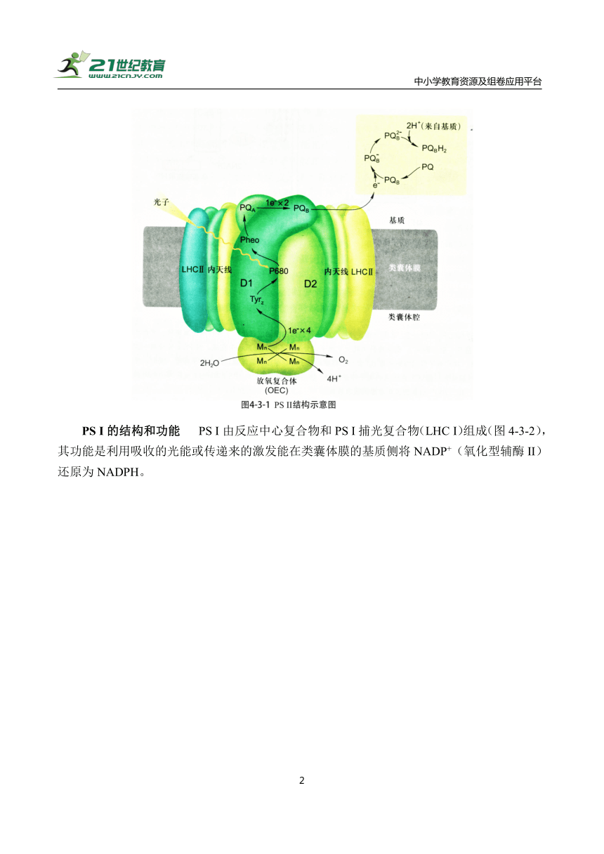 【备考2024】高中生物一轮复习学案 第4讲 细胞的能量代谢（3）——光合作用（含解析）