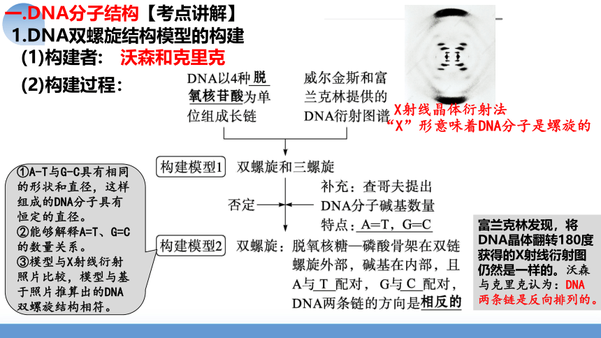 第21讲 DNA分子的结构、复制与基因的本质课件(共76张PPT)-2024年高考生物一轮复习（新教材新高考）