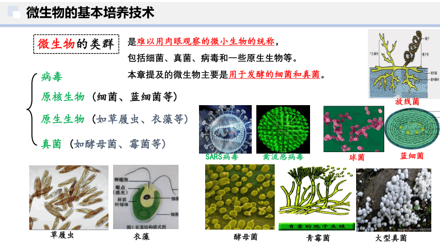 1.2微生物的培养技术及应用（共61张PPT1个视频）-人教版2019选择性必修3