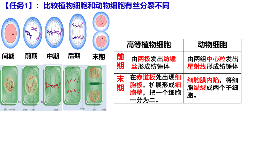 6.1 细胞的增殖  （第2课时）(共20张PPT)课件 2023—2024学年高一上学期生物人教版必修1