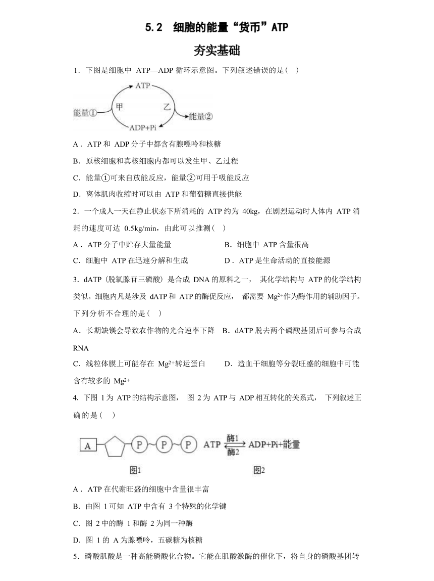 5.2  细胞的能量“货币”ATP 综合练习（有解析）  -高一生物学（人教版2019必修1）