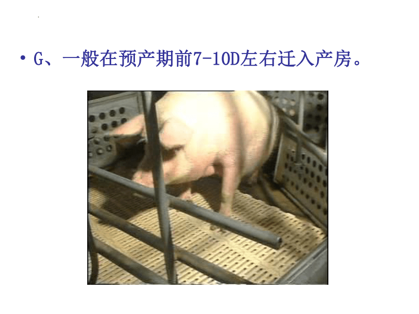 项目四猪的品种与繁育 任务5母猪接产 课件(共32张PPT）《畜禽生产》教学同步（中国农业出版社）
