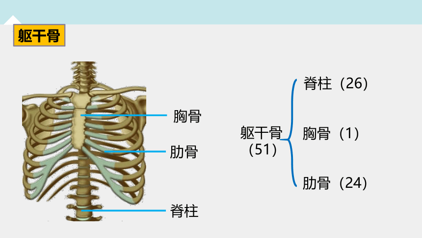 3.5人体的运动系统和保健 —2023-2024学年浙教版科学九年级下册（课件 37张ppt）