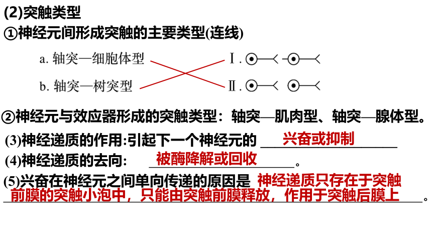 2023-2024学年高二上学期生物人教版选择性必修1 稳态与调节 复习课件（共43张PPT）