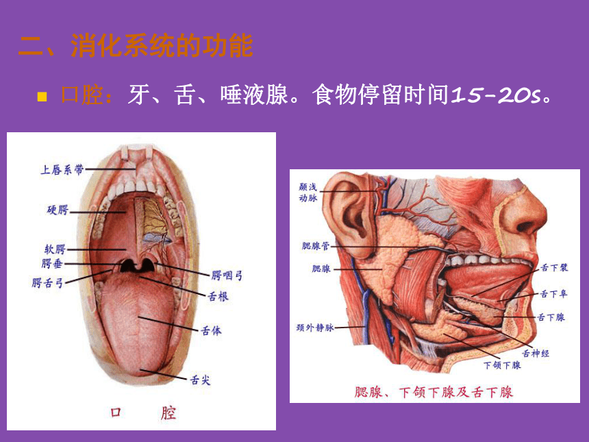 1 食物的消化与吸收 课件(共18张PPT)- 《食品营养与卫生学》同步教学（轻工业版）