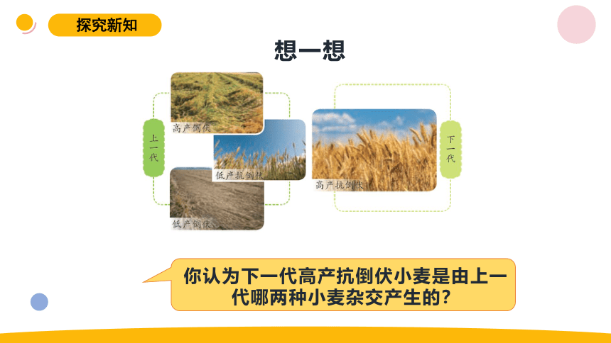 2023秋苏教版六年级科学上册2.7《寻找遗传与变异的秘密》 课件(共12张PPT)