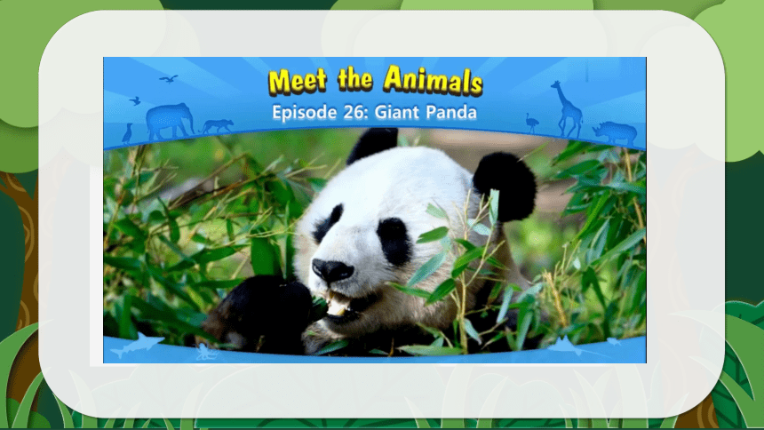 小学英语高年级外国科普动画赏析——Giant Panda大熊猫 课件(共60张PPT)