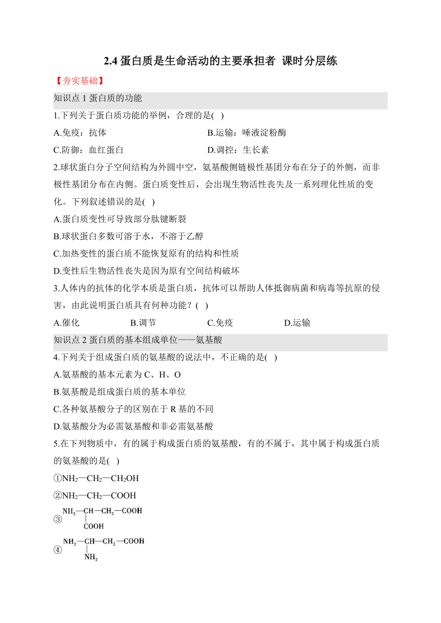 2.4蛋白质是生命活动的主要承担者—2023-2024学年高一生物学人教版（2019）必修一课时分层练（word版含解析）