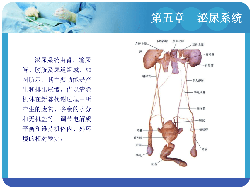 第五章泌尿系统 课件(共21张PPT)-《解剖学基础》同步教学（江苏大学出版社）