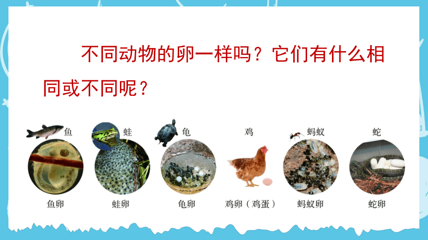 教科版科学三年级下册动物的一生2认识其他动物的卵 课件(共15张PPT)