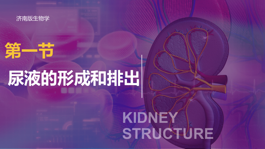 3.4.1尿液的形成和排出-七年级生物下册同步精品课堂（济南版）(共37张PPT)