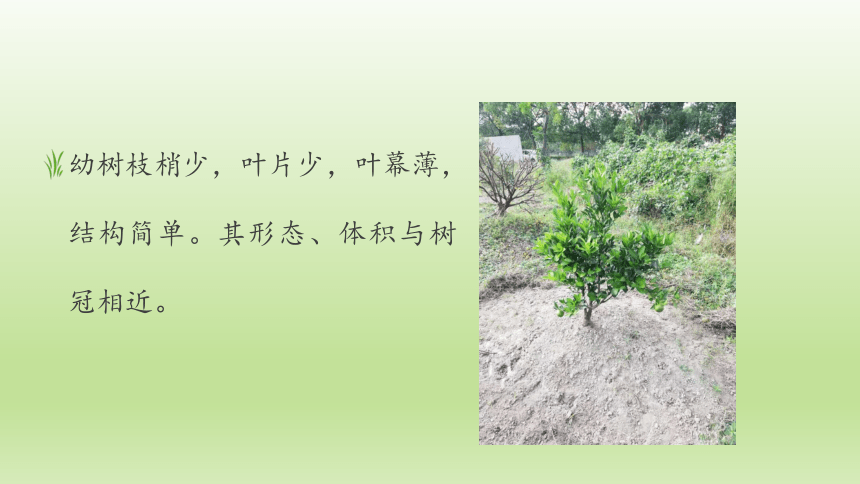 1.3.4叶幕与叶面积指数 课件(共21张PPT）-《果树生产技术》同步教学（中国农业出版社）