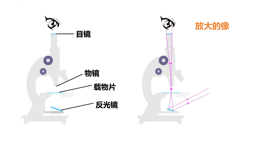 5.5显微镜和望远镜课件(共15张PPT)2023-2024学年人教版八年级物理上册