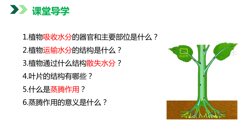 3.3 绿色植物与生物圈的水循环（课件）七年级生物上学期（人教版）(共25张PPT)