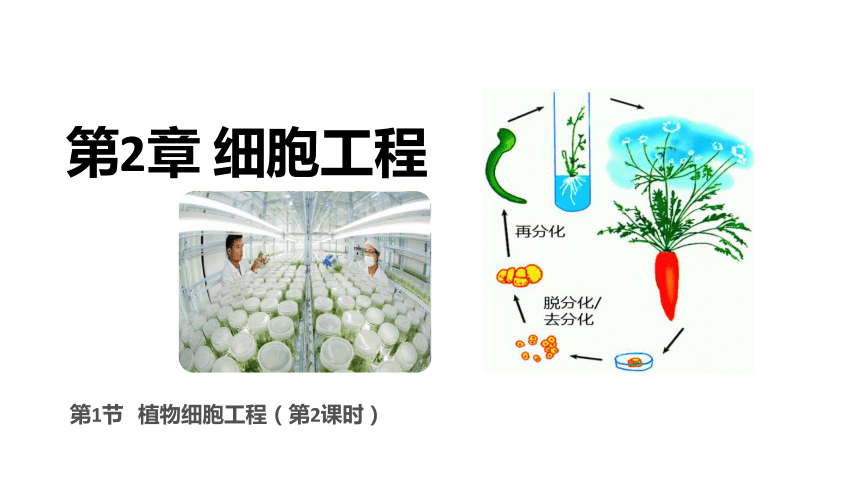 2.1植物细胞工程（第2课时）（共24张PPT）-人教版2019选择性必修3