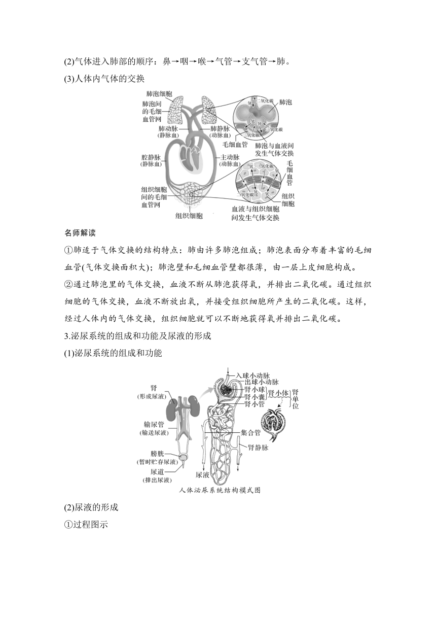 选择性必修1（人教生物学）先导课　衔接初中生物知识