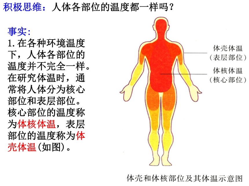 2.4体温稳定的调节课件(共28张PPT)2023-2024学年高二上学期生物苏教版选择性必修1