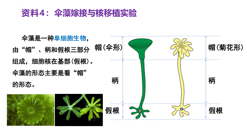 3.3细胞核的结构和功能  课件生物人教版必修1(共31张PPT)