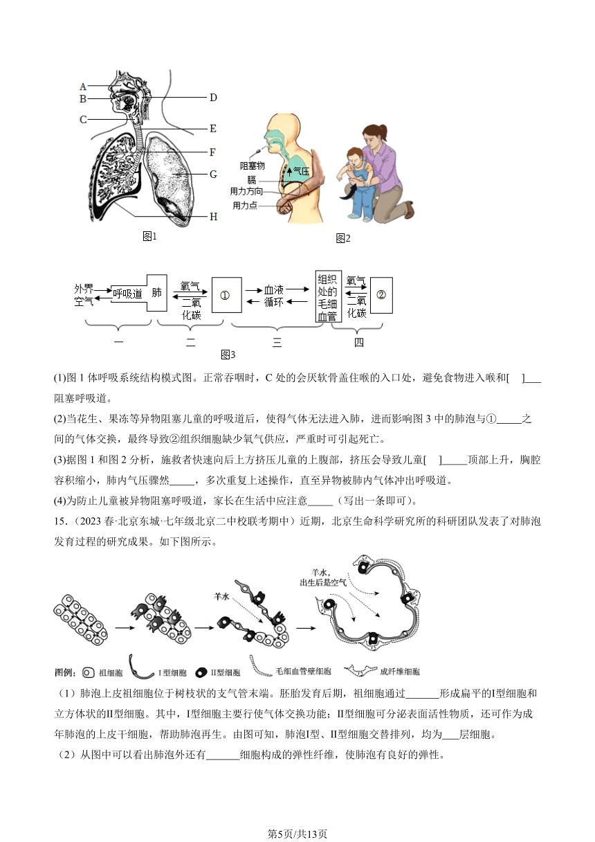 2023北京重点校初一（下）期中生物汇编：发生在肺内的气体交换习题（PDF版含解析）