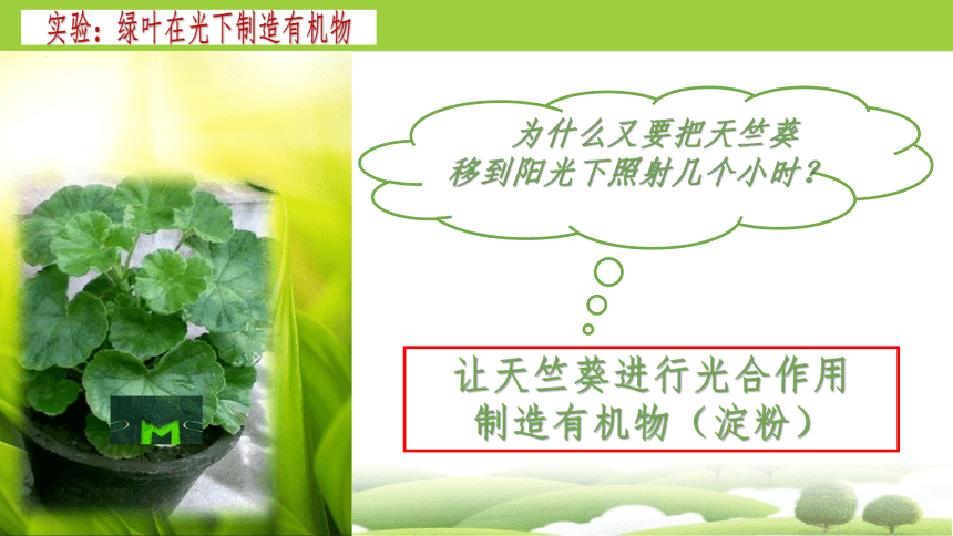 3.4 绿色植物是生物圈中有机物的制造者2023-2024学年七年级生物上册同步精品课件（人教版）(共30张PPT)