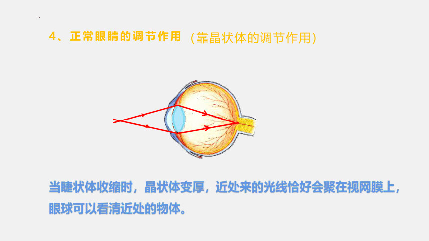 4.6《神奇的眼睛》课件 共2课时 (共48张PPT) 2022-2023学年沪科版八年级物理上学期