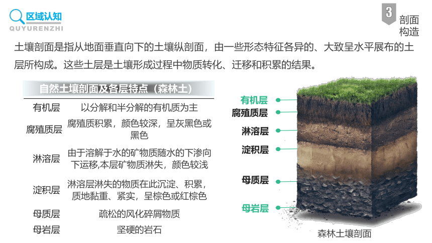 2-6 土壤的主要形成因素-高中地理中图版（2019版）必修一同步课件(共43张PPT)
