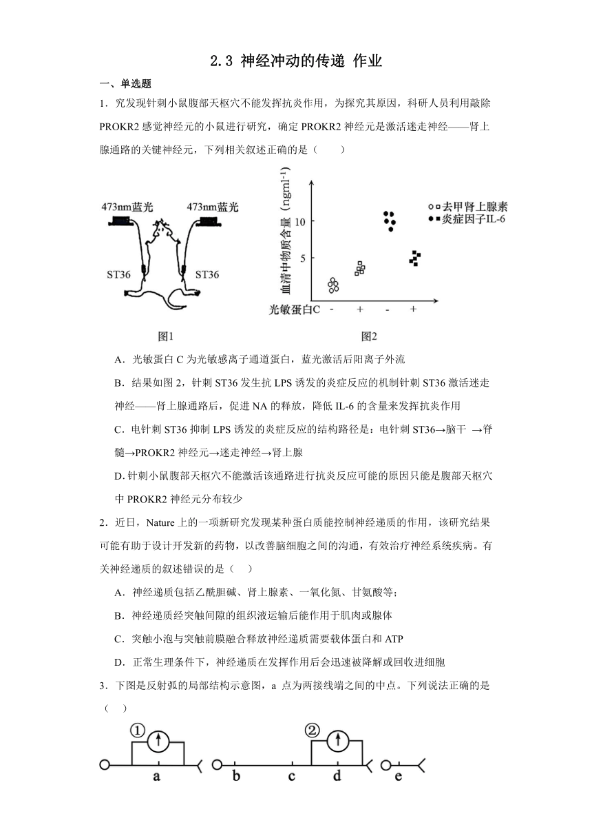 2.3 神经冲动的传递 作业（有答案）