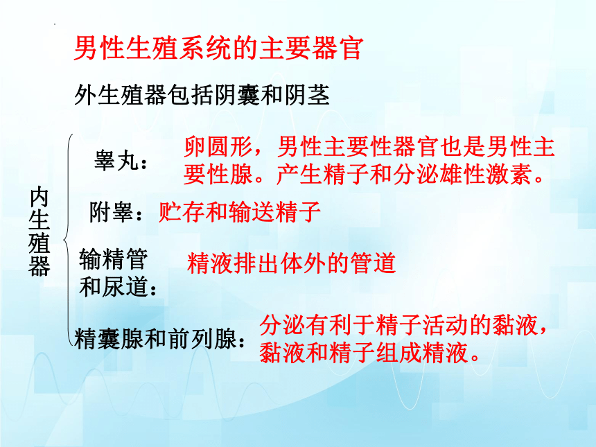 4.3.1婴儿的诞生（第一课时）课件(共25张PPT)2023-2024学年济南版生物八年级上册