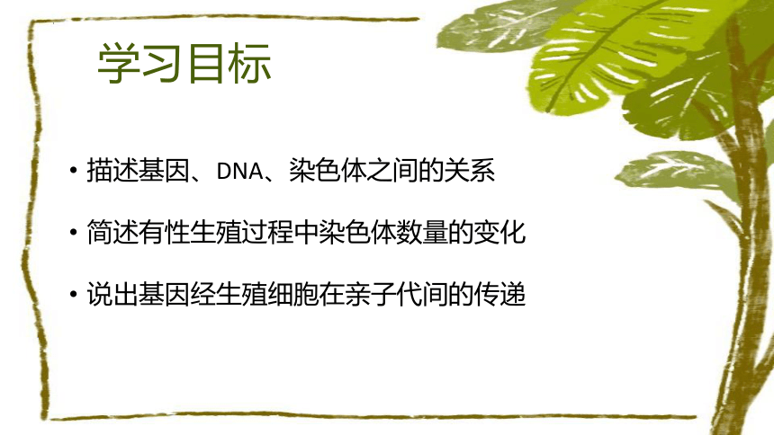 7.2.2 基因在亲子代间的传递-2023-2024学年八年级生物下册同步教学课件（人教版）(共21张PPT)