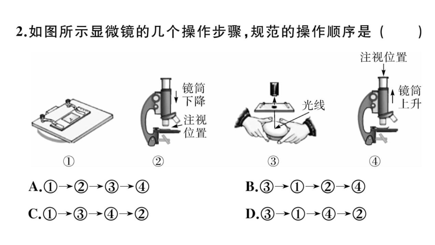 第二单元生物体的结构层次 小结与复习习题课件(共32张PPT)