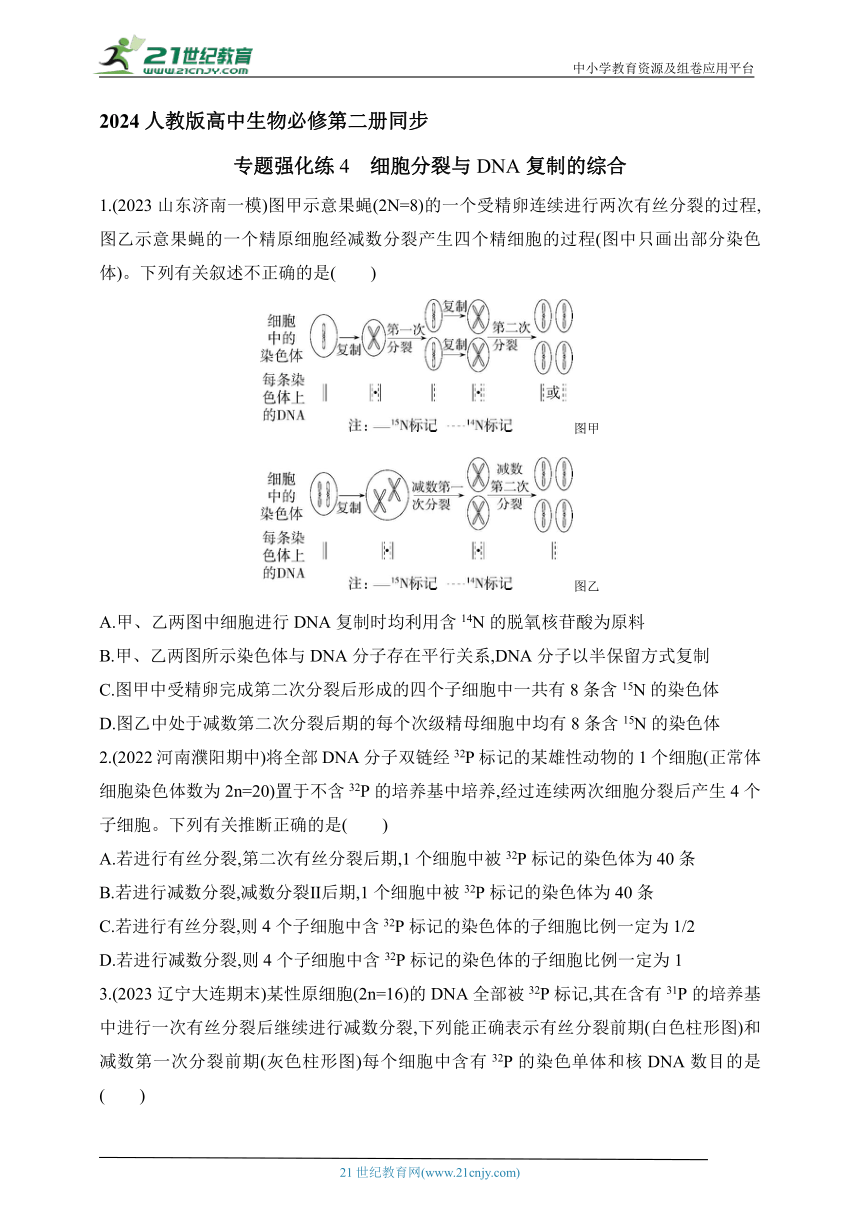 人教版2019高中生物必修二  同步练习题--专题强化练4　细胞分裂与DNA复制的综合（含解析）