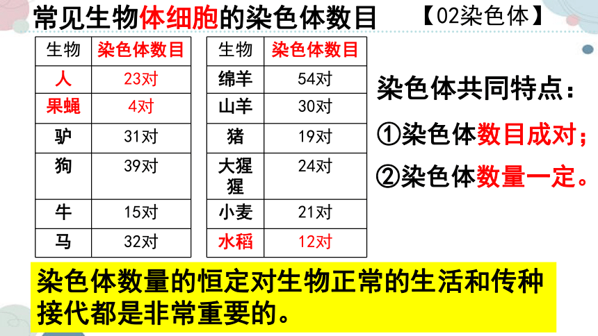 20.2 性状遗传的物质基础-2023-2024学年八年级生物上册同步教学课件（北师大版）(共33张PPT)