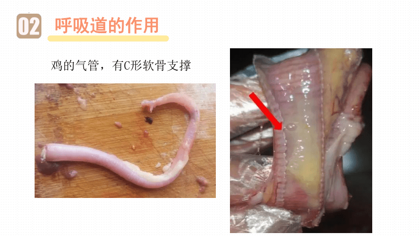 4.3.1呼吸道对空气的处理课件 (共32张PPT+内嵌视频1个)人教版生物七年级下册