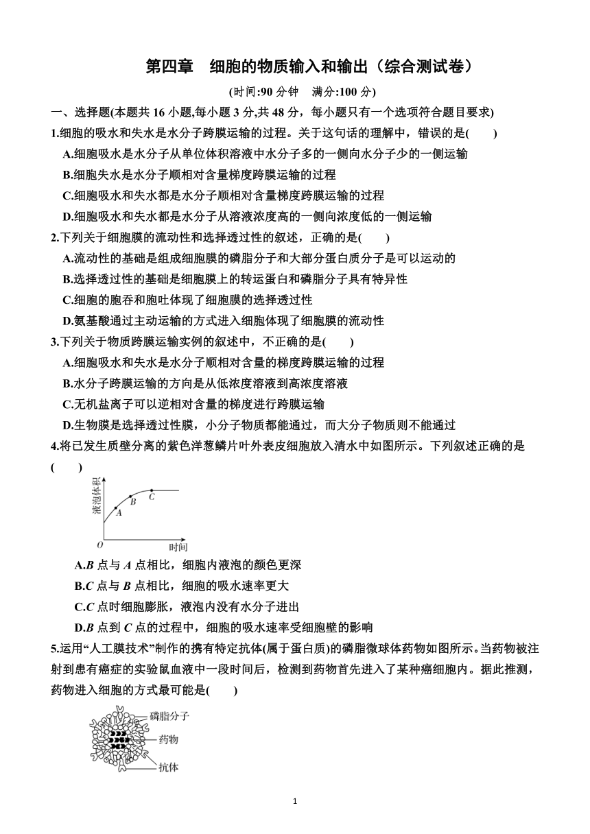 第四章　细胞的物质输入和输出（综合测试卷）（附答案）—2023-2024学年人教版(2019）生物高一上学期必修1