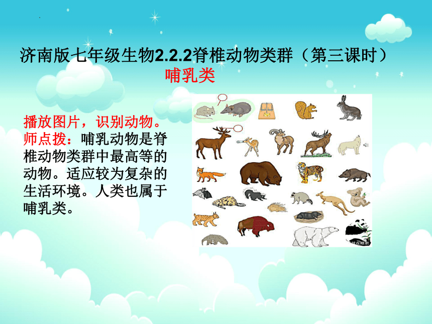 2.2.2脊椎动物的主要类群（第三课时）哺乳类动物课件(共15张PPT)2023--2024学年济南版生物七年级上册